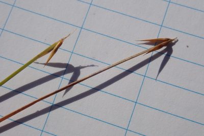 Carex pauciflora, photographed by Rob Foster