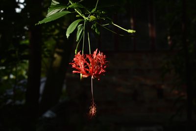 Hibiscus schizopetalus, photographed by Utsav Biswas