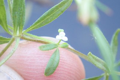 Hydrogalium claytonii, photographed by Rob Foster