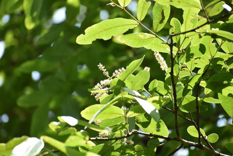 Terminalia arjuna, photographed by Utsav Biswas