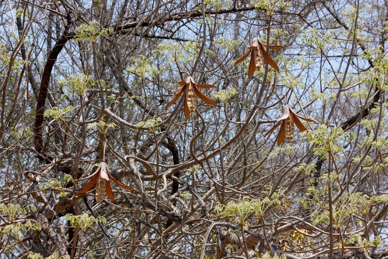 Entandrophragma caudatum, photographed by Ryan van Huyssteen