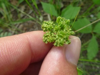 Thaspium trifoliatum, photographed by cwarneke