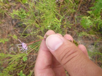 Liatris pilosa, photographed by cwarneke