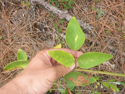 Desmodium nuttallii, photographed by cwarneke