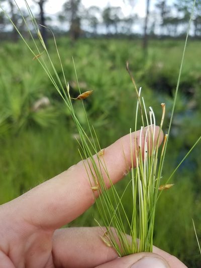 Rhynchospora galeana, photographed by Scott Ward