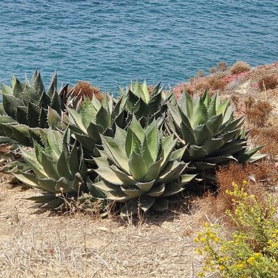 Agave shawii, photographed by Dan Horowitz