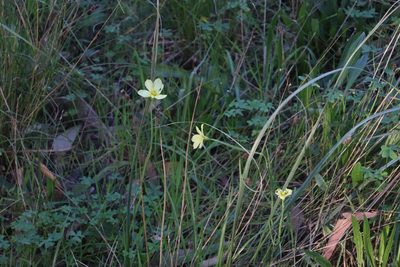 Moraea collina, photographed by Tony Rebelo