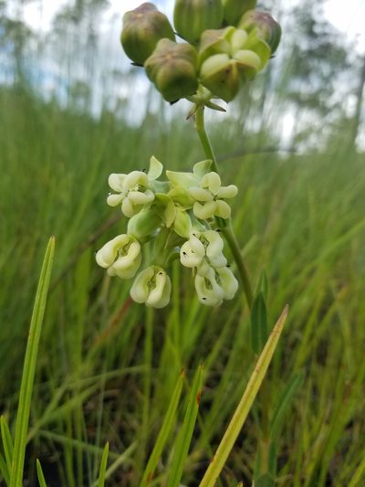 Asclepias connivens, photographed by Scott Ward