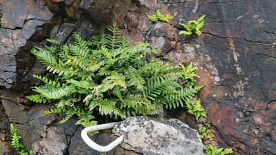 Asplenium marinum, photographed by mbranco