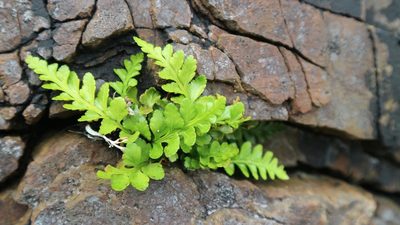 Asplenium marinum, photographed by mbranco