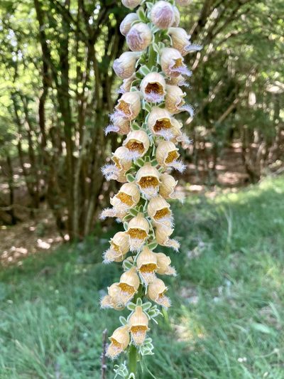 Digitalis ferruginea, photographed by Nicholas Moray Williams