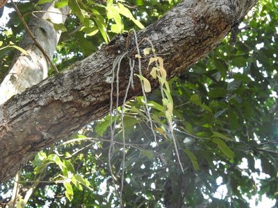 Dendrobium aphyllum, photographed by S.MORE