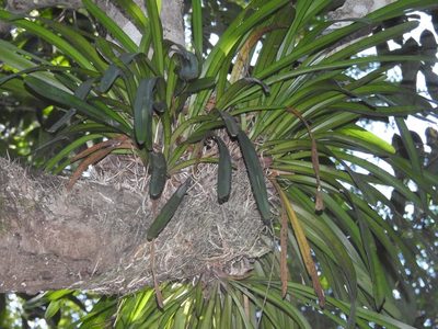 Cymbidium aloifolium, photographed by S.MORE