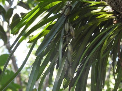 Cymbidium aloifolium, photographed by S.MORE