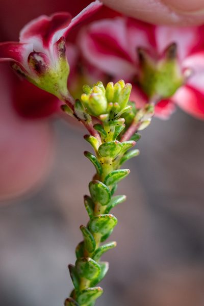 Adenandra brachyphylla, photographed by magriet b