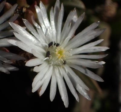 Delosperma litorale, photographed by Nicola van Berkel
