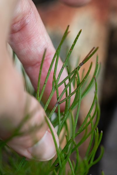 Serruria heterophylla, photographed by magriet b