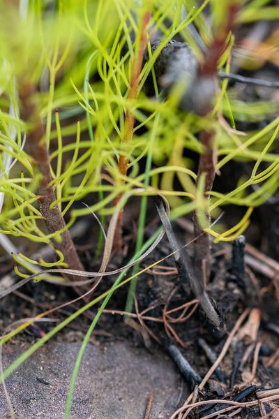 Serruria heterophylla, photographed by magriet b