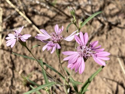 Palafoxia sphacelata, photographed by Jason K.