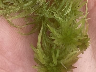 Sphagnum fimbriatum, photographed by Andre Hosper