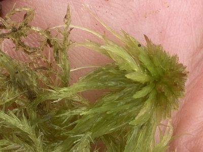 Sphagnum fallax, photographed by Andre Hosper