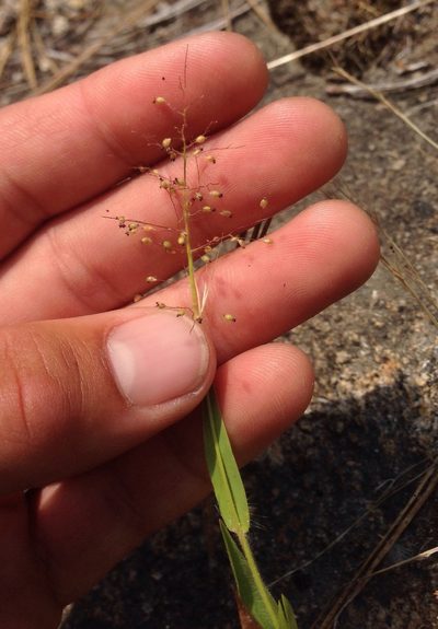 Dichanthelium lanuginosum, photographed by Adam J. Searcy
