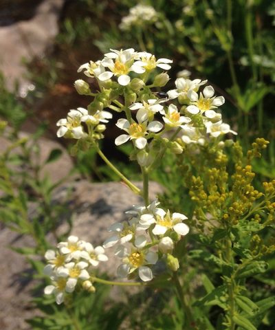 Boykinia major, photographed by Adam J. Searcy