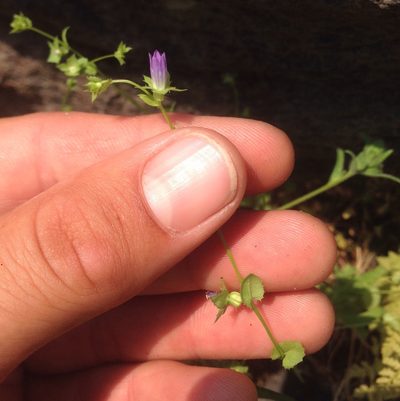 Heterocodon rariflorus, photographed by Adam J. Searcy
