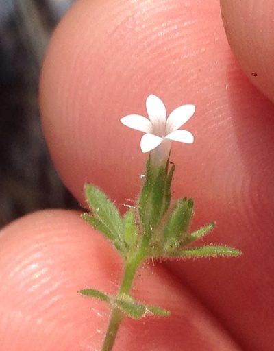 Allophyllum integrifolium, photographed by Adam J. Searcy