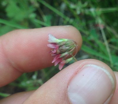 Trifolium breweri, photographed by Adam J. Searcy