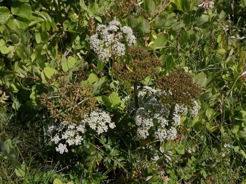 Conioselinum chinense, photographed by Todd Boland