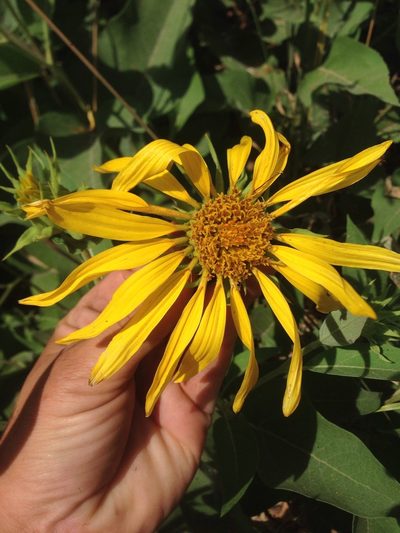 Agnorhiza elata, photographed by Adam J. Searcy