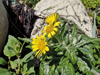 Senecio pseudoarnica, photographed by Todd Boland