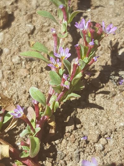Lythrum tribracteatum, photographed by Alex Abair