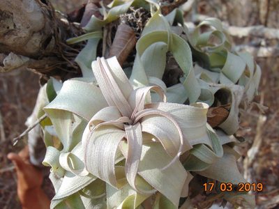Tillandsia streptophylla, photographed by Sebastián de Jesús Herrera Buenfil
