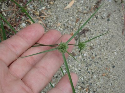 Cyperus lupulinus, photographed by Lynn Harper