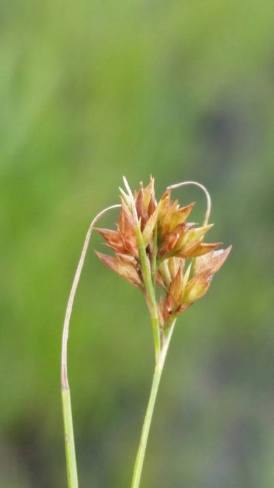 Rhynchospora brachychaeta, photographed by Jay Horn