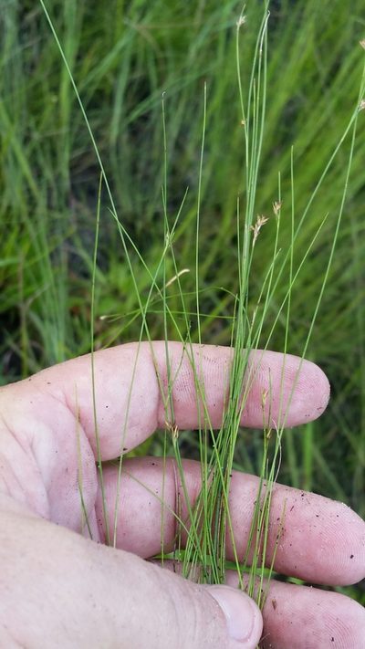 Rhynchospora brachychaeta, photographed by Jay Horn