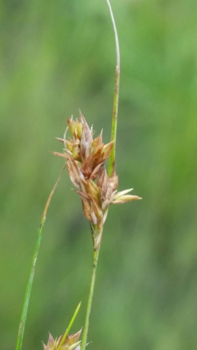 Rhynchospora brachychaeta, photographed by Jay Horn