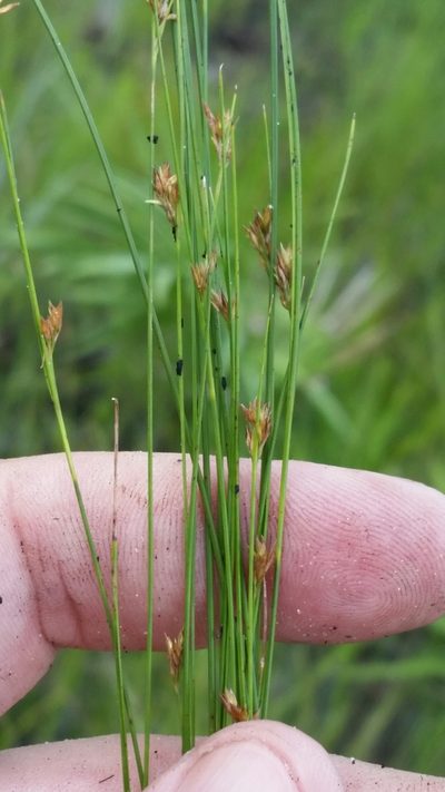 Rhynchospora brachychaeta, photographed by Jay Horn