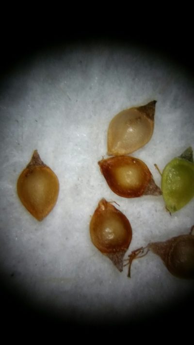 Rhynchospora brachychaeta, photographed by Jay Horn