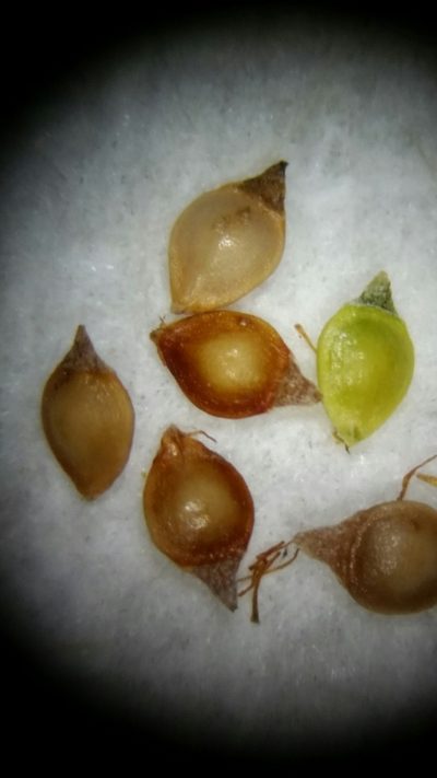 Rhynchospora brachychaeta, photographed by Jay Horn