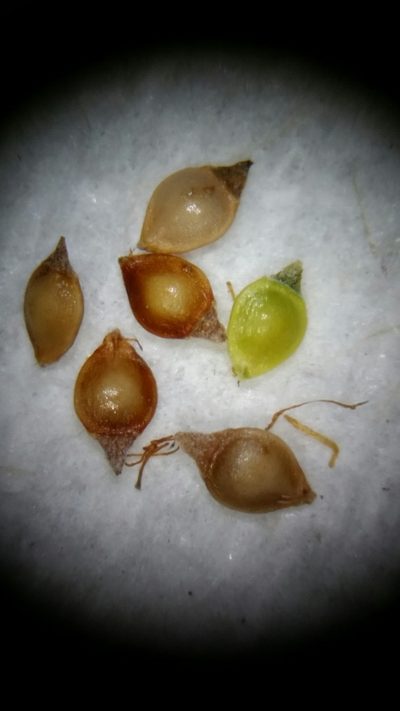 Rhynchospora brachychaeta, photographed by Jay Horn