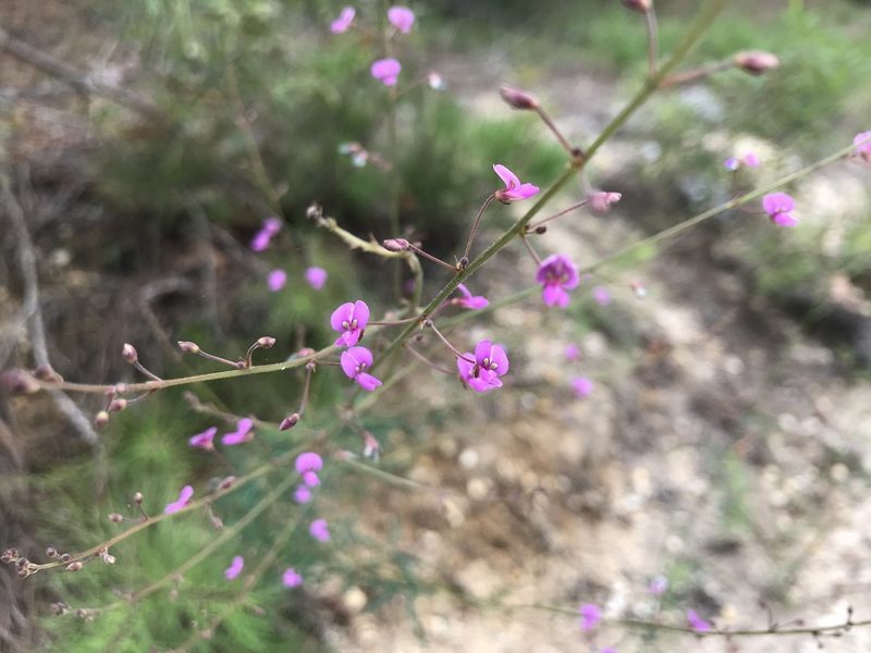 Desmodium strictum, photographed by Kyle Rossner