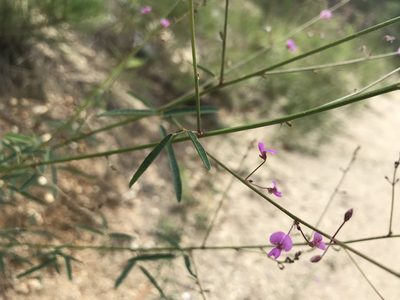 Desmodium strictum, photographed by Kyle Rossner