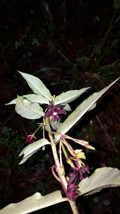 Asclepias melantha, photographed by Eugenio Padilla