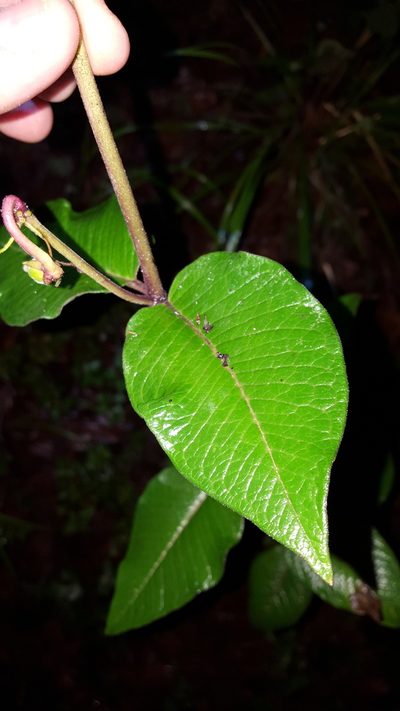 Asclepias melantha, photographed by Eugenio Padilla
