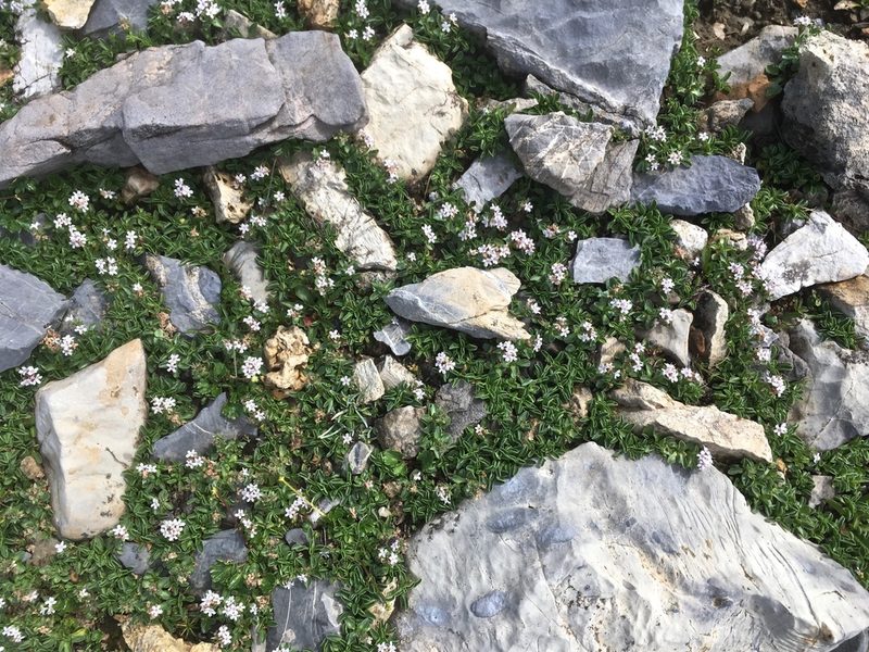 Valeriana supina, photographed by Karsten Rohweder