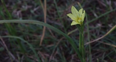 Moraea collina, photographed by Tony Rebelo