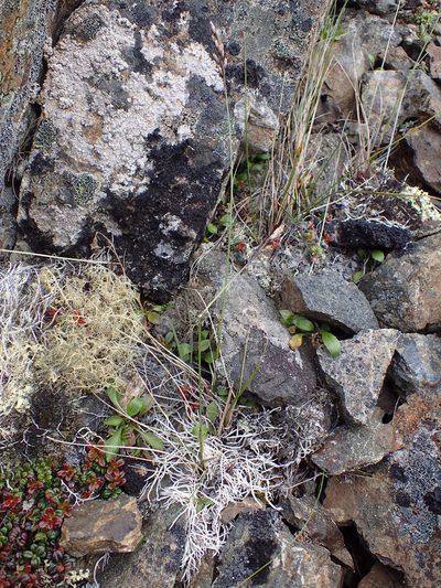 Anthoxanthum monticola, photographed by Matt Bowser